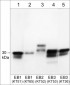 Anti-EB3 Antibody