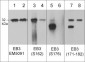 Anti-EB3 (central region) Antibody