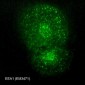 Anti-Early Endosome Antigen 1 (EEA1) Antibody