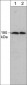 Anti-Early Endosome Antigen 1 (EEA1) Antibody