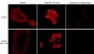 Anti-EGFR (N-terminal region) Antibody