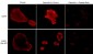 Anti-EGFR (Ser-967), Phosphospecific Antibody