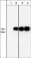 Anti-EGFR (Tyr-1101), Phosphospecific Antibody