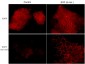 Anti-EGFR (Tyr-1101), Phosphospecific Antibody