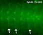 Anti-EphA4 (Tyr-602) [conserved site], Phosphospecific Antibody