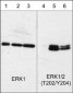 Anti-ERK1 (C-terminal region) Antibody