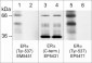 Anti-Estrogen Receptor α (C-terminus) Antibody