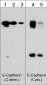 Anti-E-Cadherin (C-terminal region) Antibody