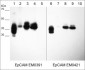 Anti-EpCAM (Extracellular region) Antibody