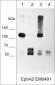 Anti-EphA2 (Extracellular region) M049 Antibody