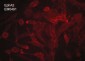 Anti-EphA2 (Extracellular region) M049 Antibody