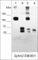 Anti-EphA2 (Extracellular region) M060 Antibody