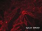 Anti-EphA2 (Extracellular region) M060 Antibody