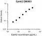 Anti-EphA2 (Extracellular region) M088 Antibody