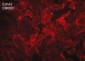 Anti-EphA2 (Extracellular region) M088 Antibody