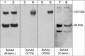 Anti-EphA4 (C-terminal region) Antibody