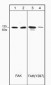 Anti-FAK (Tyr-397), Phosphospecific Antibody