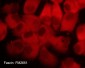 Anti-Fascin (clone 55K2) Antibody