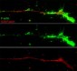 Anti-Fascin (Ser-39), Phosphospecific Antibody