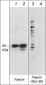 Anti-Fascin (Ser-39), Phosphospecific Antibody