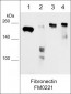 Anti-Fibronectin Antibody