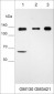 Anti-GM130 (C-terminal region) Antibody