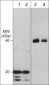 Anti-GSK-3β (N-terminal region) Antibody