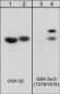 Anti-GSK-3α/β (Tyr-279/Tyr-216), Phosphospecific Antibody