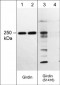 Anti-Girdin (Ser-1416), Phosphospecific Antibody