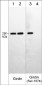 Anti-Girdin (Ser-1674), Phosphospecific Antibody