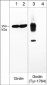 Anti-Girdin (Tyr-1764), Phosphospecific Antibody