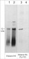 Anti-Histone H4 (Tyr-72), Phosphospecific Antibody
