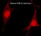 Anti-Histone H2B (C-terminus) Antibody