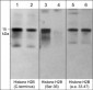 Anti-Histone H2B (C-terminus) Antibody