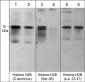 Anti-Histone H2B (Ser-36), Phosphospecific Antibody
