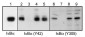 Anti-IκBα (Tyr-42), Phosphospecific Antibody