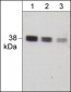 Anti-IκBα (C-terminus) Antibody
