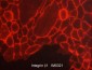 Anti-Integrin β1 (Extracellular region) Antibody