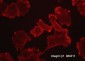 Anti-Integrin β1 (Extracellular region) Antibody