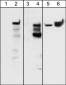 Anti-Integrin β4 (Tyr-1526), Phosphospecific Antibody