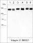 Anti-Integrin β1 (Extracellular region) Antibody