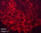 Anti-Integrin β1 (Extracellular region) Antibody