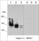 Anti-Integrin β1 (Extracellular region) Antibody