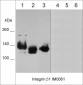 Anti-Integrin β1 (Extracellular region) Antibody