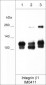 Anti-Integrin β1 (Extracellular region) Antibody