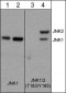 Anti-JNK1 (C-terminal region) Antibody