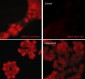 Anti-JNK1 (C-terminal region) Antibody