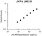 Anti-L1CAM (Extracellular) Antibody