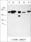 Anti-L1CAM (Extracellular) Antibody