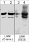 Anti-LIMK1 (Ser-323) [LIMK2 (Ser-314)], Phosphospecific Antibody